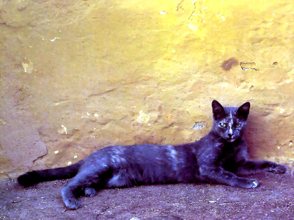 Gatti (121)